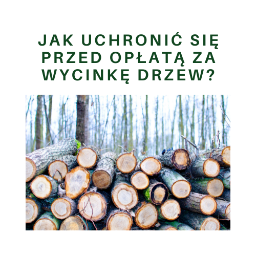 Jak uchronić się przed opłatą za wycinkę drzew?